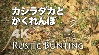 野鳥撮影・ 野鳥動画・カシラダカとかくれんぼ