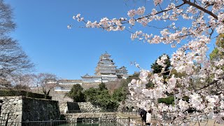 2023年3月28日7部咲の桜が彩る姫路城