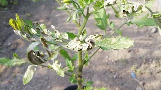 トマト3本立て 【みっちゃんの花と野菜の家庭菜園】64