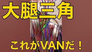 【大腿三角】これがVANだ！