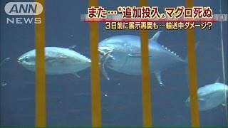 きのうに続き、きょうも・・・追加のマグロ死ぬ　葛西(15/06/24)