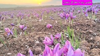 #زعفران#saffron