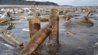 Facts: The Atlantic Razor Clam (Jackknife Clam)