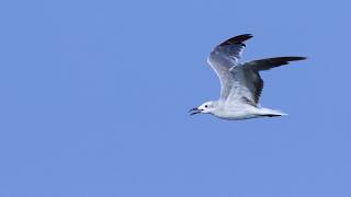 ワライカモメ　　Laughing Gull