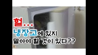 [수삼인] 냉장고에 있지 말아야할게 있다??? 수상한 그것의 정체는?