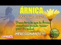 🌻 ARNICA PARA QUE SIRVE🌻  - Descubre lo que la ✅ ARNICA MONTANA  puede Hacer por tu SALUD ❤