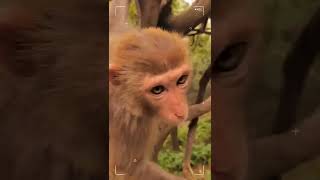 Monkeys, Baby monkey videos   BeeLee Monkey Fans #Shorts EP1019