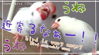 モテる白文鳥のお嬢さんの女子力が高い件【うねうね文鳥だ！ ４６】A couple of Java sparrows protect the nest and threaten it