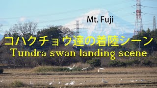 コハクチョウ達の着陸シーン（♬）。Tundra swan landing scene.