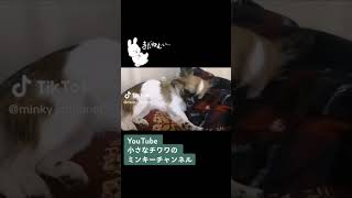 まだ眠いよぉ(。-ω-)zzz #チワワ #shorts #犬