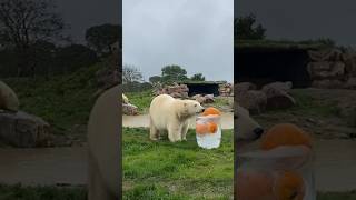 Pumpkin ice block for the polar bears #polarbearcub