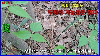 밭자리 탐란중 후육질의 검은 잎을 만났습니다.