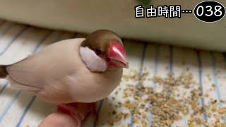 文鳥飼育日記シーズン2第787回目