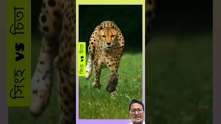 সিংহ ও চিতার লড়াই কেন? #amazingfacts #animals #banglarfacts  Lion vs Cheetah