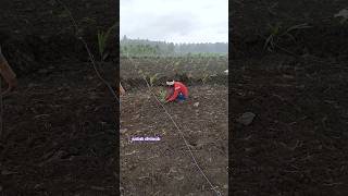 ಅಡಿಕೆ ಗಿಡ ನೆಡುವ ವಿಧಾನ | arecanut plants | arecanut planting method | ಅಡಿಕೆ ತೋಟ ಮಾಡುವ ವಿಧಾನ ಕನ್ನಡ.