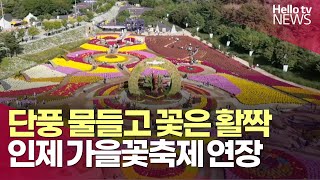 인제 가을꽃축제 22일까지 연장ㅣ#헬로tv뉴스