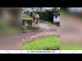 padayappa elephant വീണ്ടും ഇടുക്കിയിൽ ജനവാസ മേഖലയില്‍ ഇറങ്ങി കാട്ടുകൊമ്പന്‍ പടയപ്പ