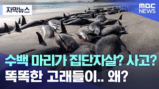 [자막뉴스] 수백 마리가 집단자살? 사고?..똑똑한 고래들이.. 왜? (MBC뉴스)