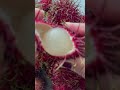 HAIRY FRUIT #shorts #short #rambutan #hairy #malaysia #asian #fruit #red #monday #afternoon #sweet