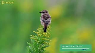 野鳥動画　ノビタキ  秋のノビタキ　ＮＯ2