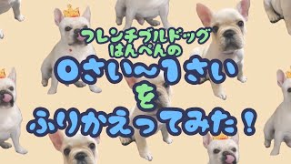 【フレブル０〜１歳成長】フレンチブルドッグはんぺんの０歳〜１歳を振り返ってみた！