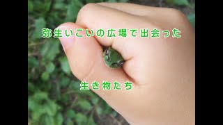 弥生いこいの広場で出会った生き物たち