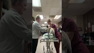 Skill 24- scanning Microchip
