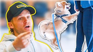 THIS CHANGED THIS DOGS LIFE! (REALITY DOG TRAINING)