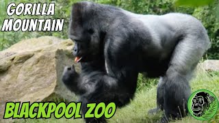 Silverback Gorilla Gets Excited About Dinner Time!