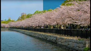 【悠遊日本】 4K | 大阪城櫻花季節 | Osaka Castle Sakura Season | 劇院式製作 | Cinematic Production