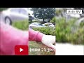 나무이야기 7탄 소나무 순치기 소나무순자르기 소나무순따기