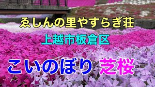 日本の原風景　上越市板倉区【ゑしんの里やすらぎ荘】芝桜がきれい！Niigata 〈Beautiful Japan〉Moss phlox