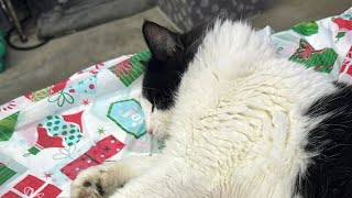 Furball Farm Cat Sanctuary is live!