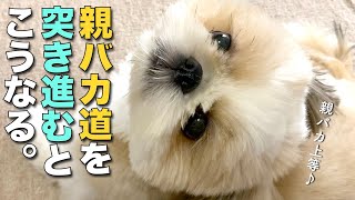 【シーズー】親バカ道を突き進むとこうなる！www【259】