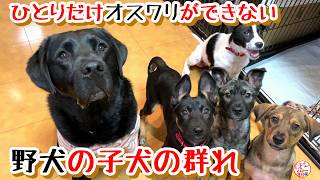 【子犬　野犬　保護犬】ひとりだけオスワリが出来ない子犬　頑張ったのに