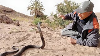 لن تصدق ما حدث عندما اقترب هذا الرجل من الأفعى اخطر فيديو مع العساوي براهيم