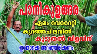 പാനികുളങ്ങര ഏല൦ വെറൈറ്റി കൃഷി രീതി | Paanikulangara Cardamom verieties farming | Njaanoru Malayali