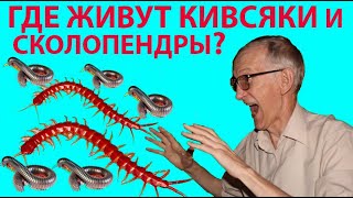 Экскурсия Энтомолога. Где Живут и Что Едят Сколопендры и Кивсяки в Ботсаду в Киеве?