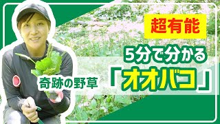 【オオバコ】5分で分かる！ダイエットの味方「オオバコ」抜群の効能解説\u0026収穫【山の野草】