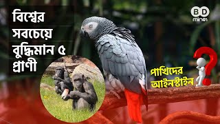 বিশ্বের সবচেয়ে বুদ্ধিমান ৫ প্রাণী | Intelligent animals in the world | BD Mirror