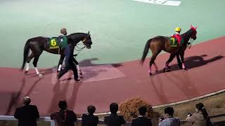 2022.5.5かしわ記念 パドック【船橋競馬場】【ショウナンナデシコ】