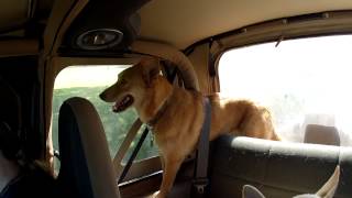 Kyle Dog Wearing  A Seat Belt