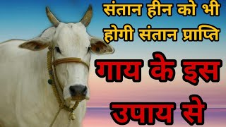 संतानहीन को भी होगी संतान की प्राप्ति गाय के इस उपाय से ( Gaay ke upaay se santaan prapti )