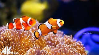 [3HRS] Video 4K UHD Beautiful Clownfish  -  Undersea Nature Relaxation Film  + Relaxing Music