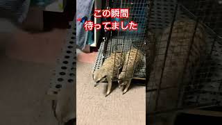 #youtubeshorts #animal #ミーアキャット #pet #shorts動画 早く出してほしい可愛い先輩ネミちゃんと後輩あおちゃんでーす🥳🤩🥸😎