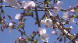 桜　３分咲きと言った所かな？2015.3.29 4k