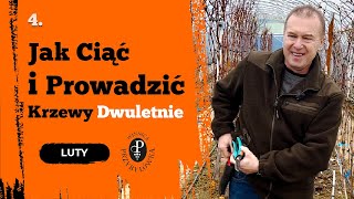 Jak ciąć i prowadzić dwuletnie krzewy winorośli?