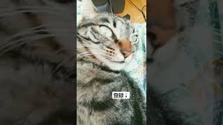 ミイラになった猫   #sheets