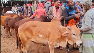 আজ ২৪ জানুয়ারি ২৫ | খামার উপযোগী মাঝারি সাইজের ষাঁড় কেমন দামে কিনছেন কুমিল্লার খামারী