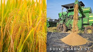 Harvesting Rice with a Combine Harvester in Telangana, India